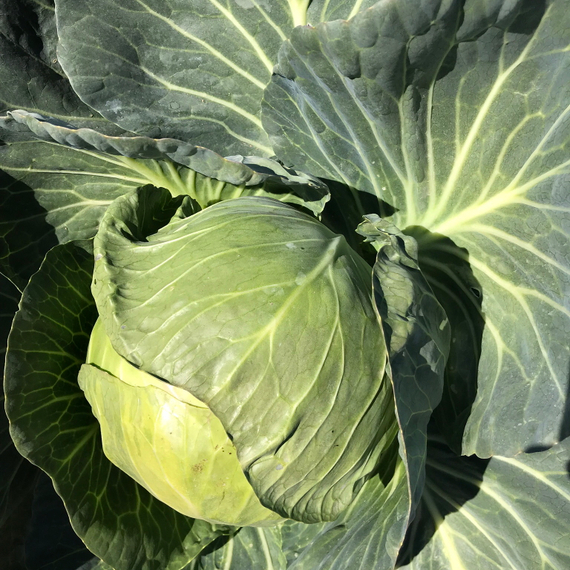 Тафма F1 семена капусты белокочанной – фото 8