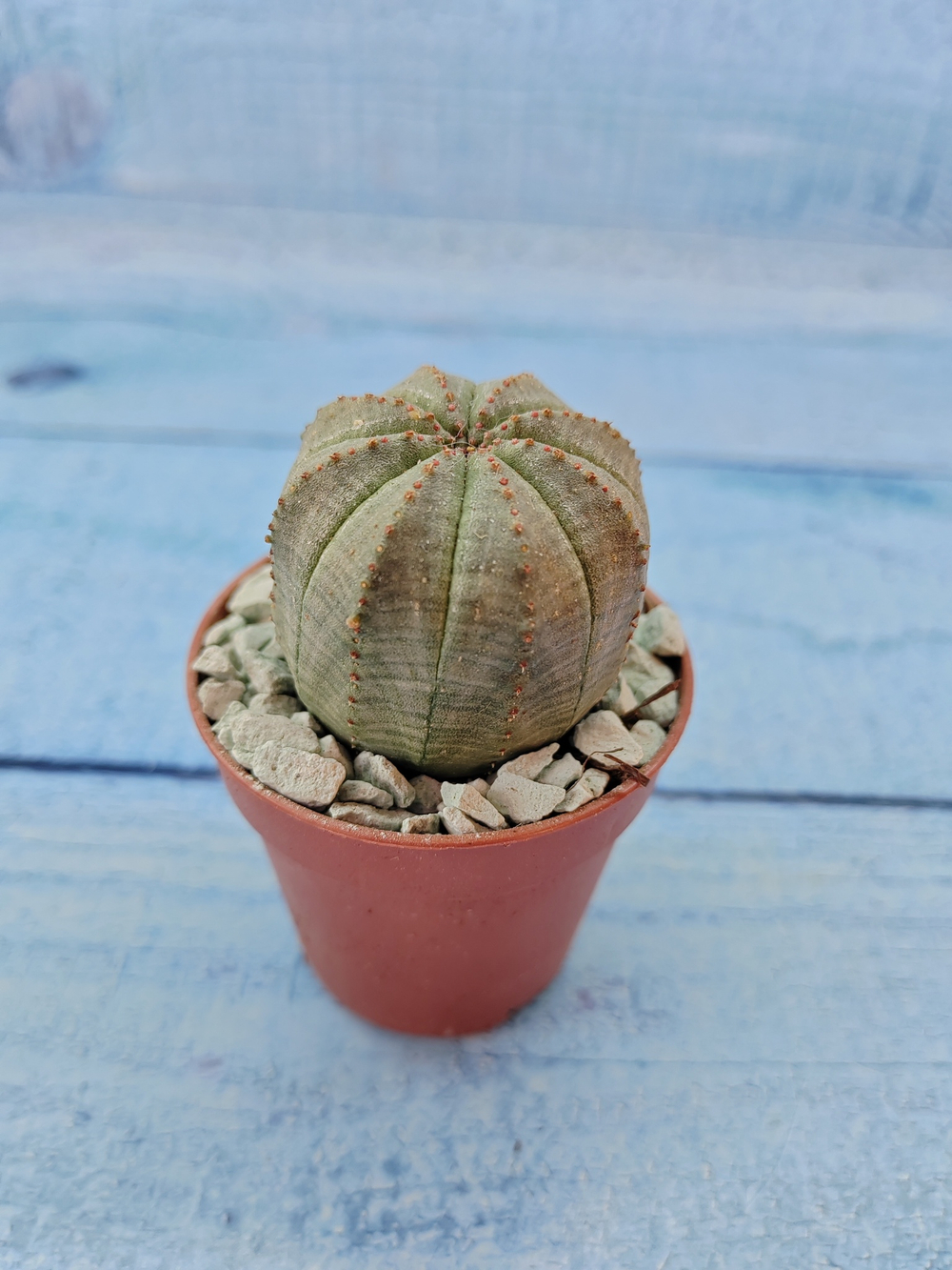 Euphoria Obesa (Эуфорбия)