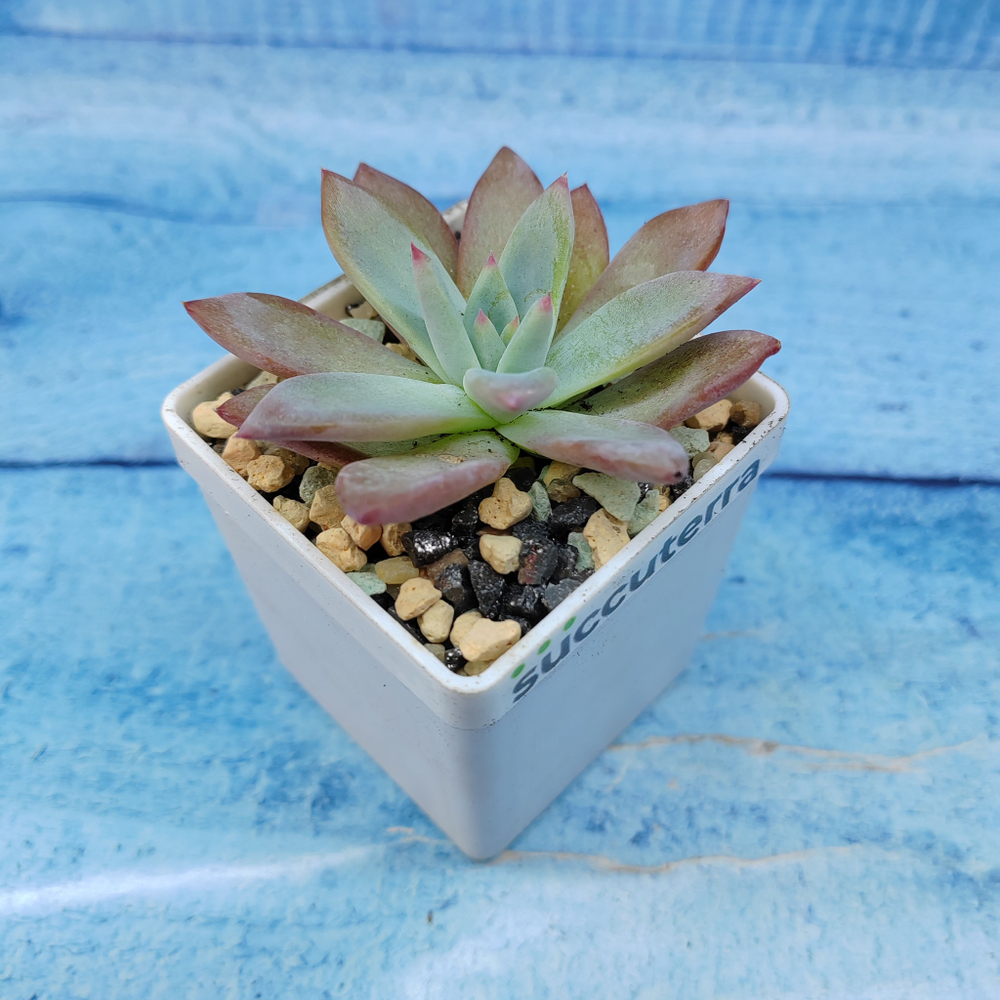 Echeveria Colorata Brandtii (Эхеверия)