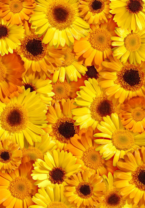 Фотообои 2-063 Желтые герберы 2 х 2,7 м