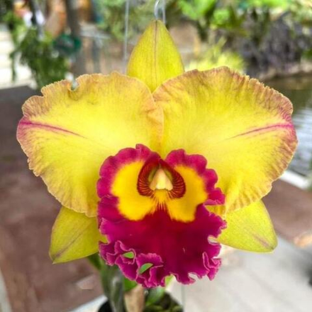 Орхидея ринхолелиокаттлея RLC. SAENG U-SA #3