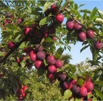 Алыча Путешественница