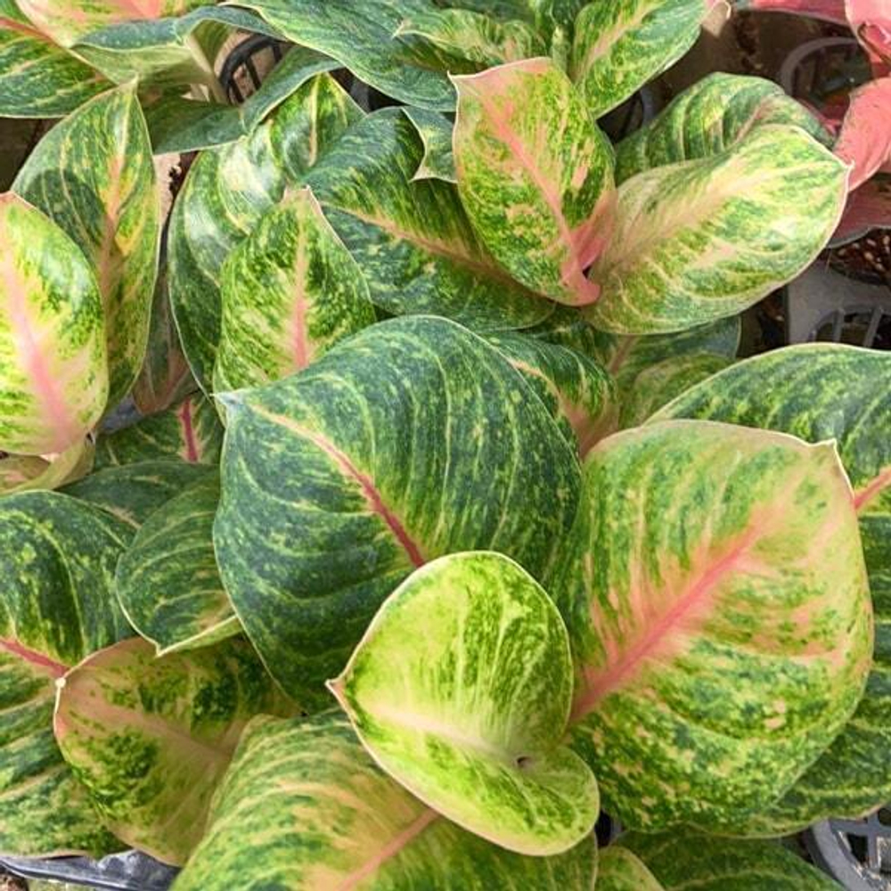 Аглаонема SAB NAREE