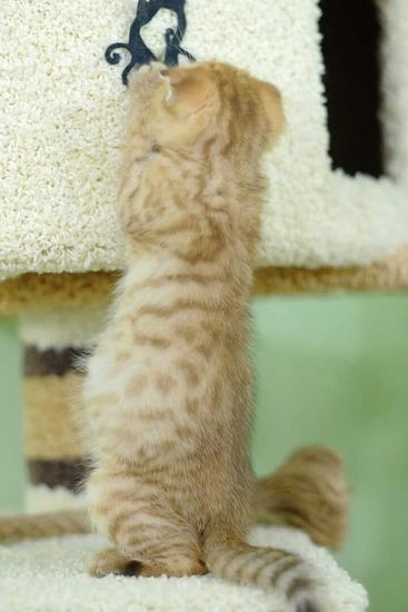 Дом для кошки И-18