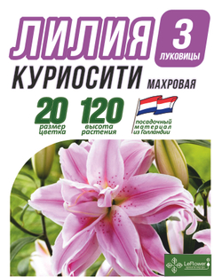 Лилия Луковица, Куриосити, разбор 22/24, 3 шт