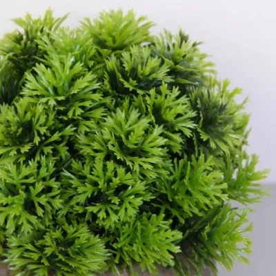 Цветочная композиция «Green garden» 10*12см в горшке, шишка