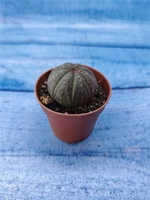 Euphorbia Obesa (Эуфорбия)