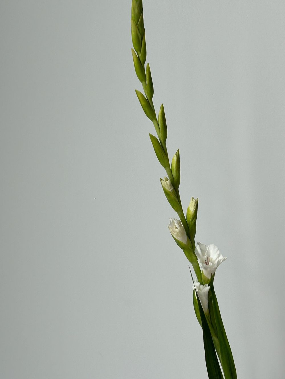 Гладиолус белый