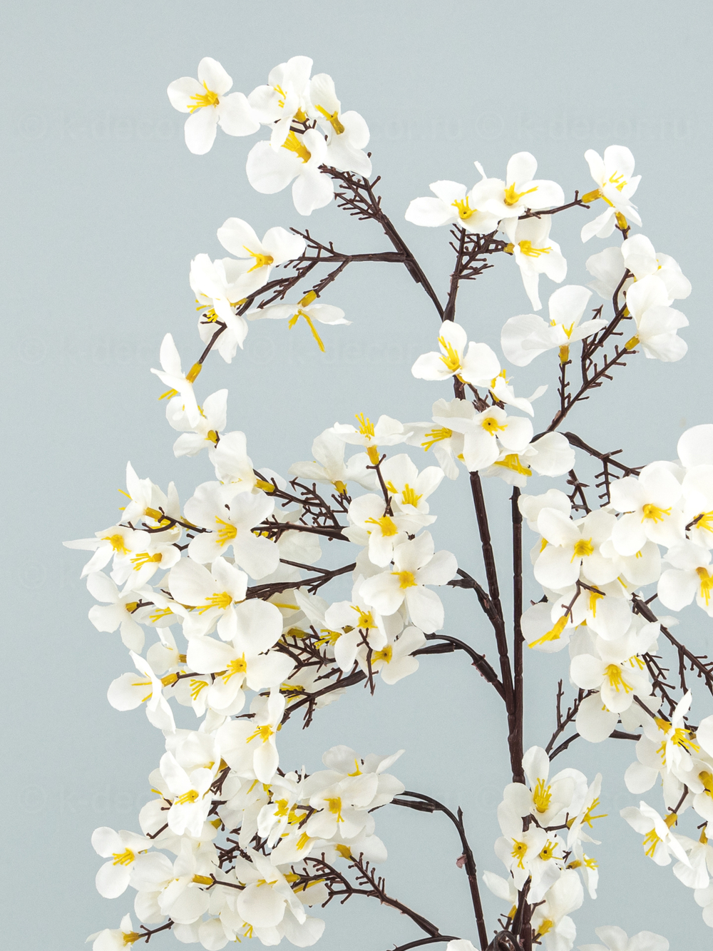 Ветка цветущая яблоня белая