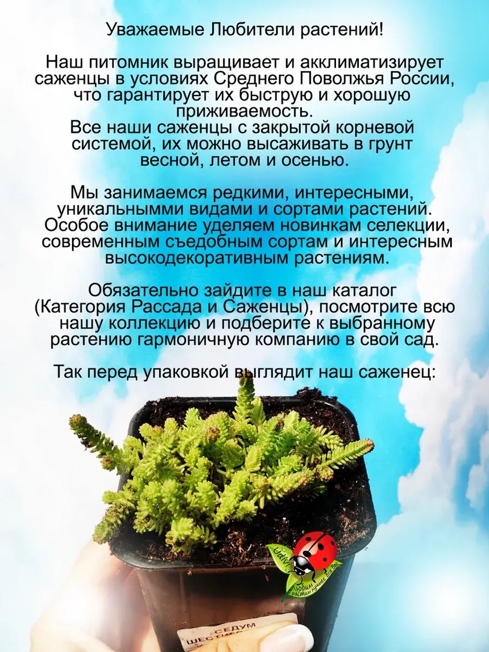Седум Шестигранный шестирядный очиток