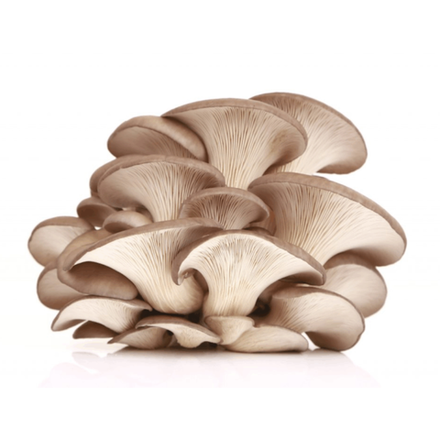 Грибы Вешенки вес (7831)