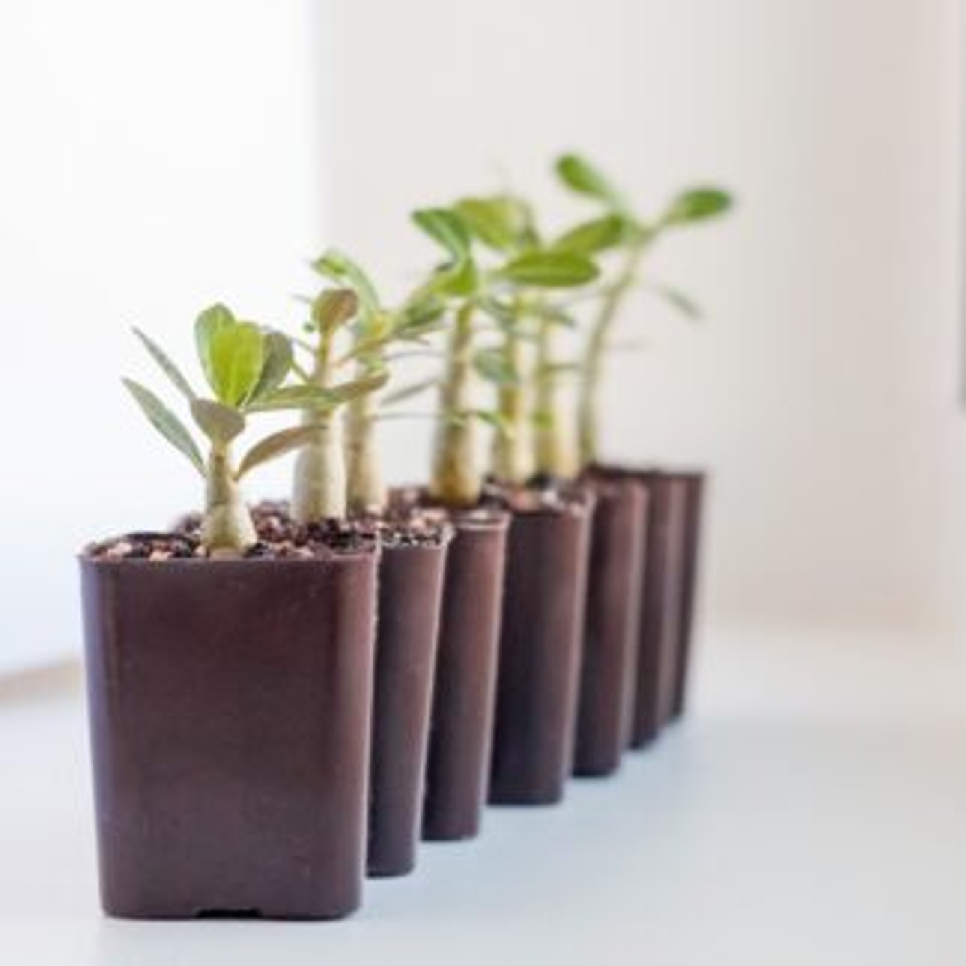 Sazenice Adenia P stov n Sazenice Adenia P stov n