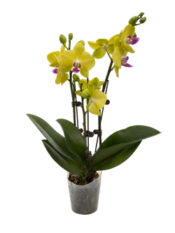 Фаленопсис желтый д.9