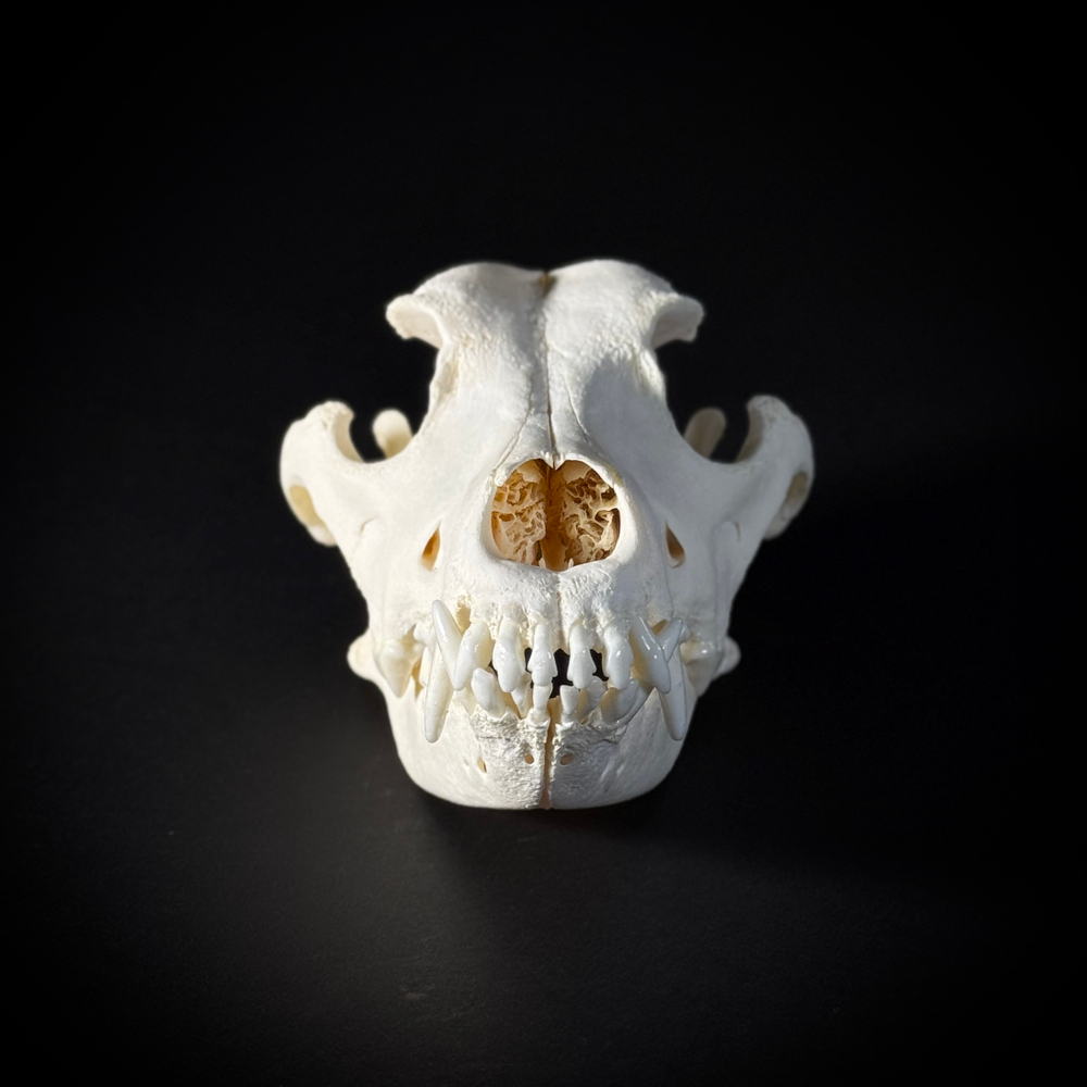 Череп собаки