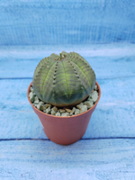 Euphorbia Obesa (Эуфорбия)