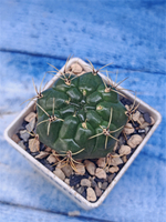 Matucana Aureiflora (Матукана)
