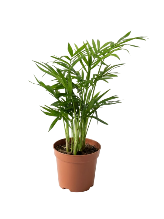 Ховея Dwarf Palm д.9