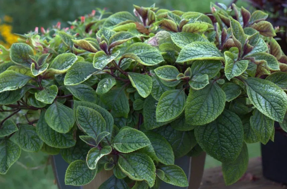 Плектрантус реснитчатый 5 срезов неукорененные черенки