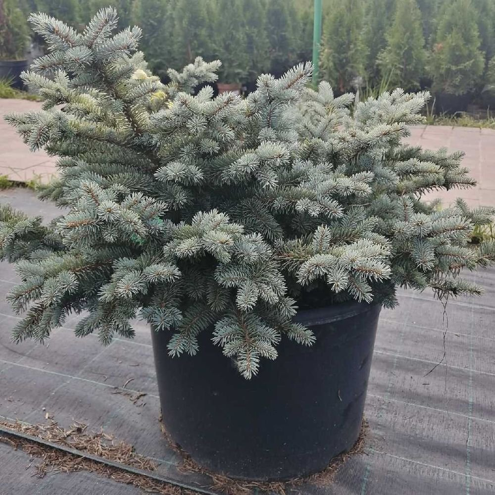 Ель колючая Глаука Глобоза С12/15 40-50