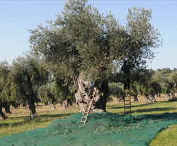 Оливковое масло Clemente 100% ITALIANO Extra Virgin 0,75 л, Италия