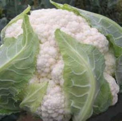 Амстердам F1 семена капусты цветной (Hazera / Хазера)