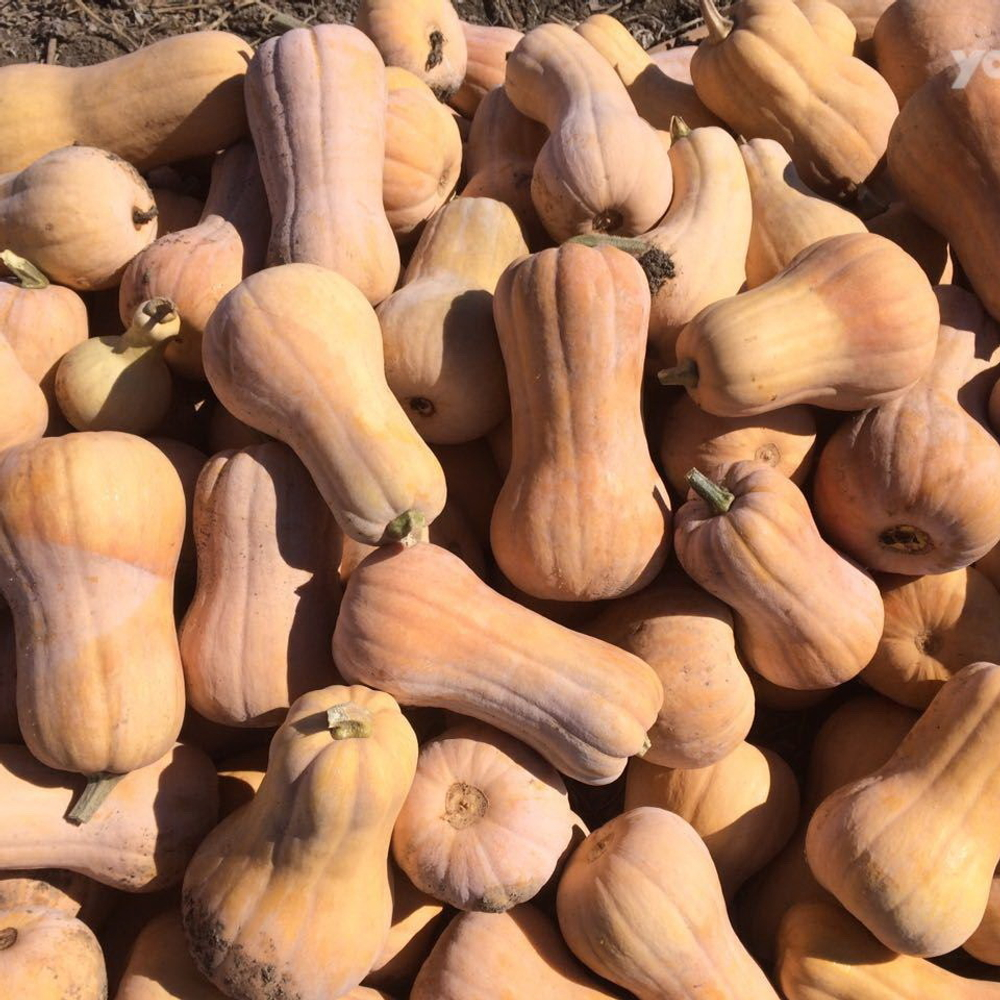 Матильда F1 семена тыквы (Enza Zaden / Энза Заден)