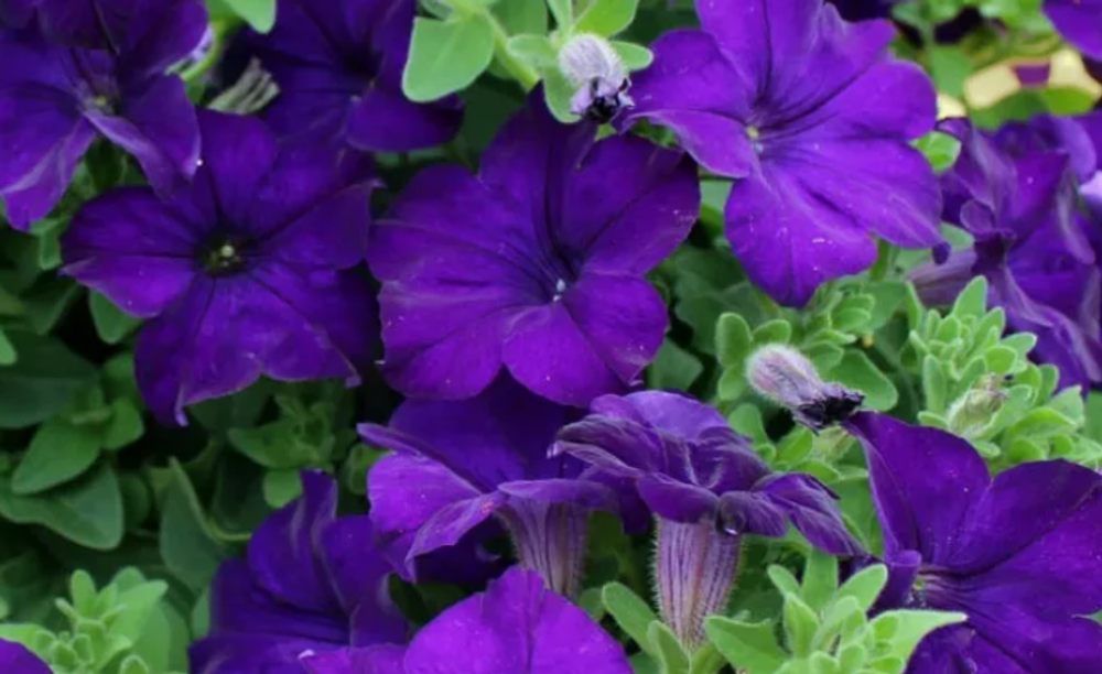 ЕВРО Петуния Fanfare blue укорененный черенок ОКС февраль 26 Florensis