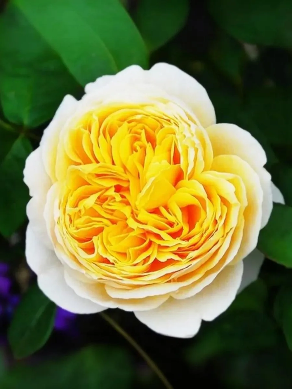 Роза английская Шарлотта