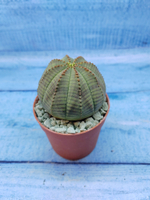 Euphorbia Obesa (Эуфорбия)