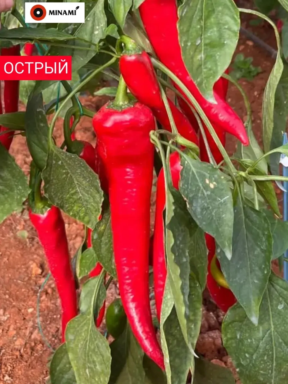 Перец острый Михас F1