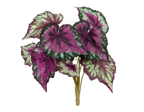 Бегония куст крупнолистная зелёно-бордовая в-37 см 9 листьев 12/144 20.1069N