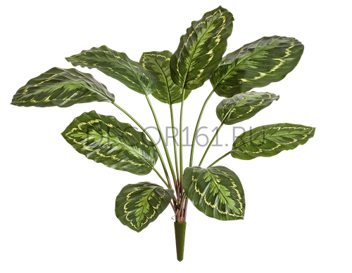 Калатея Розеопикта зелёная куст в-48 см 12/60 20.1026N