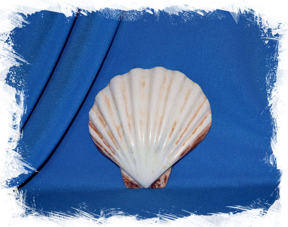Ракушка морской гребешок
