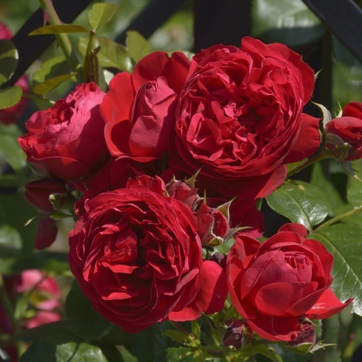 Роза Флорентина С4 Закупка М16 июнь 2026