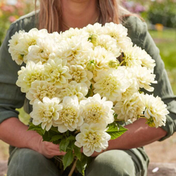 Георгин Caramel Antique (корень) Закупка М55 апрель 2026