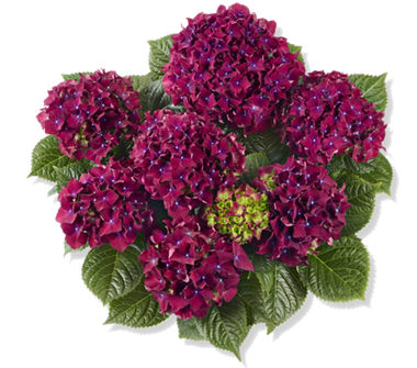 Гортензия крупнолистная (Macrophylla) Royal Red Purple 6 шт.