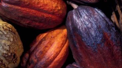 Подвиды и типы какао