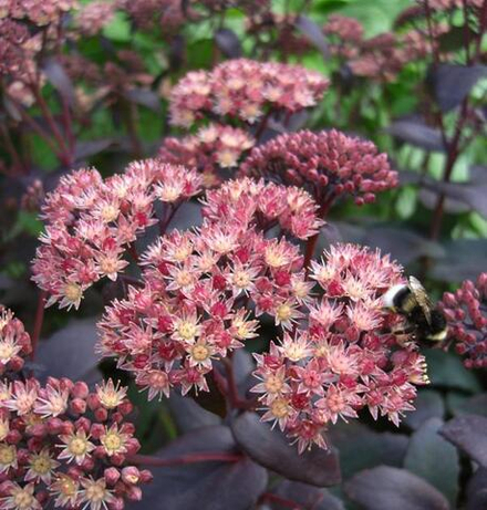Седум (Sedum) Purple Emperor