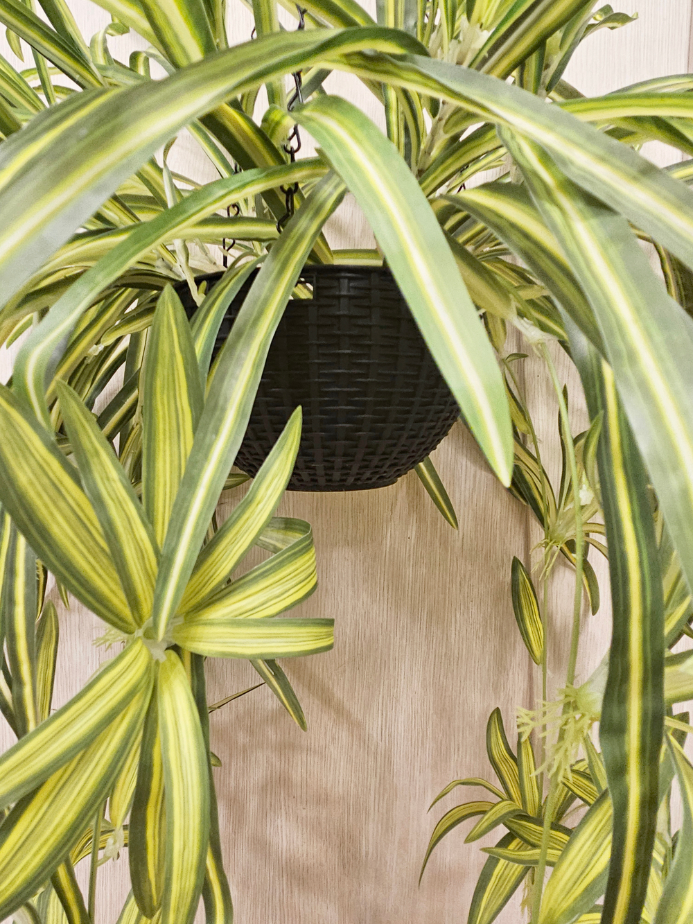 Искусственное растение Хлорофитум в подвесном темном кашпо