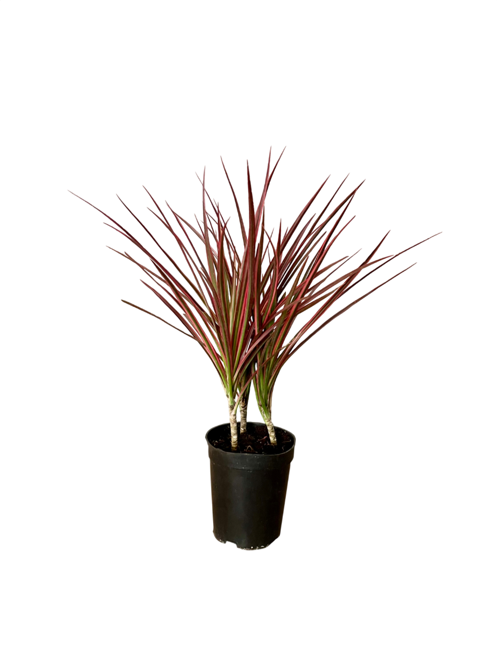 Драцена узколистная Seven-Color Iron д.12