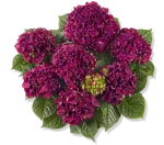 Роял Ред Парпл (Royal Red Purple) р14 весна 2026 г.