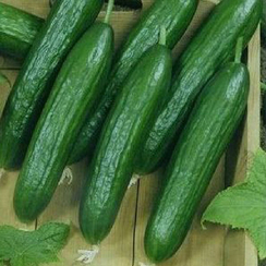 Палермо F1 семена огурца партенокарпического (Гавриш)