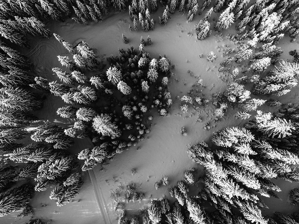 Дизайнерские обои Wall Street Bird see