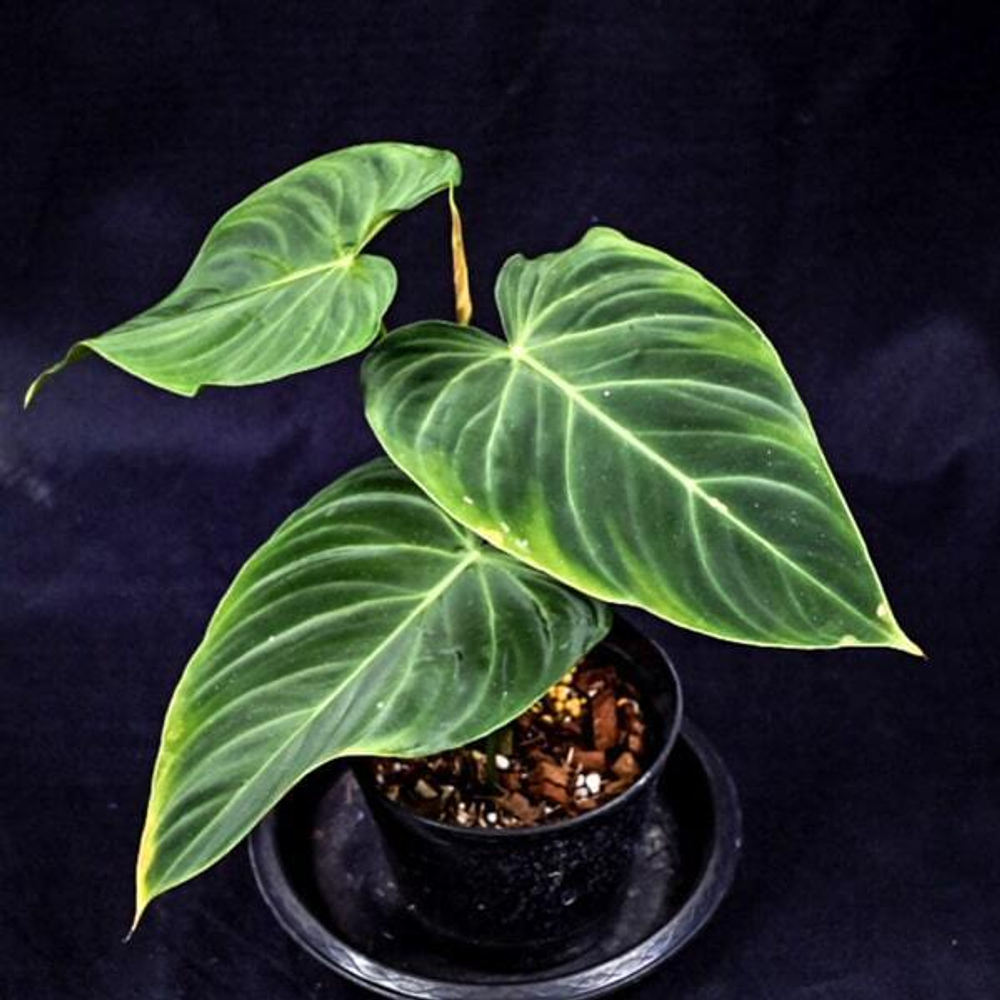 Филодендрон SPLENDID