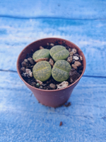 Lithops sp. (Литопсы)