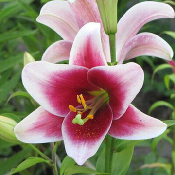 Лилия Трубчатая Цирано