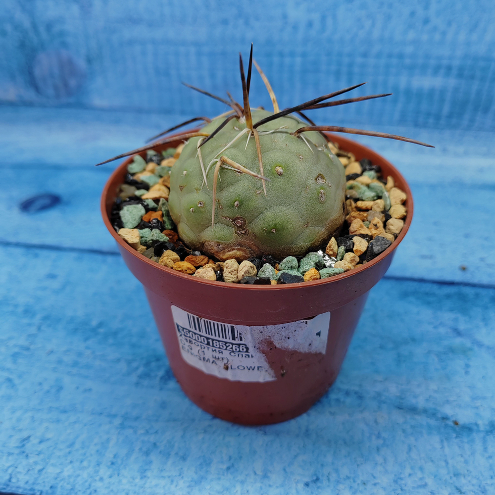 Tephrocactus Geometricus (Тефрокактус)
