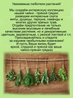 Тимьян Замбези чабрец лимонный пёстролистный почвопокровный