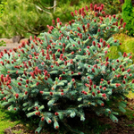 Ель колючая Лаки Страйк С20/26 40-60