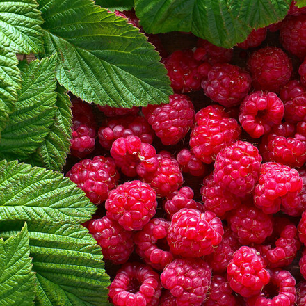 Отдушка - Малина и мята